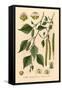 Plants, Betula Alba-null-Framed Stretched Canvas