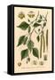 Plants, Betula Alba-null-Framed Stretched Canvas