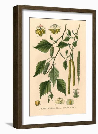 Plants, Betula Alba-null-Framed Art Print