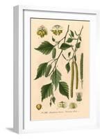 Plants, Betula Alba-null-Framed Art Print