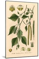Plants, Betula Alba-null-Mounted Art Print