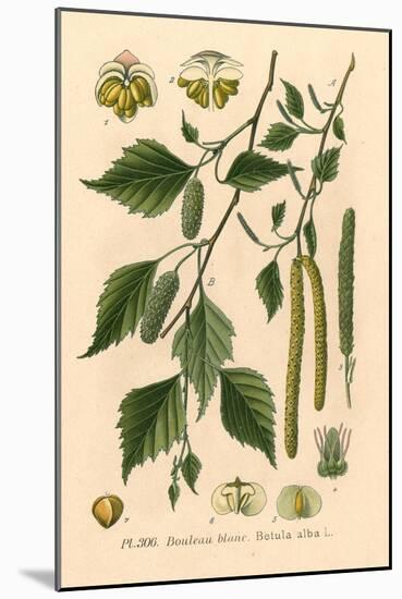 Plants, Betula Alba-null-Mounted Art Print