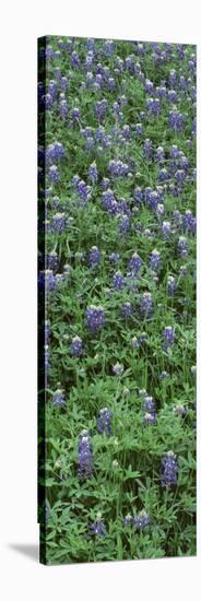 Plants, Bluebonnets, Austin, Texas, USA-null-Stretched Canvas