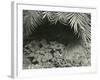 Plants, Bronx Botanical Garden, New York, 1945-Brett Weston-Framed Photographic Print