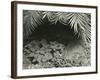 Plants, Bronx Botanical Garden, New York, 1945-Brett Weston-Framed Photographic Print