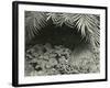 Plants, Bronx Botanical Garden, New York, 1945-Brett Weston-Framed Photographic Print