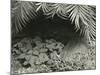 Plants, Bronx Botanical Garden, New York, 1945-Brett Weston-Mounted Photographic Print