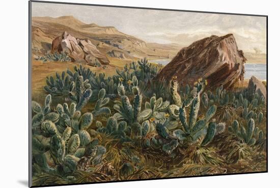Plants, Cactus, Mexico-Ernst Heyn-Mounted Art Print