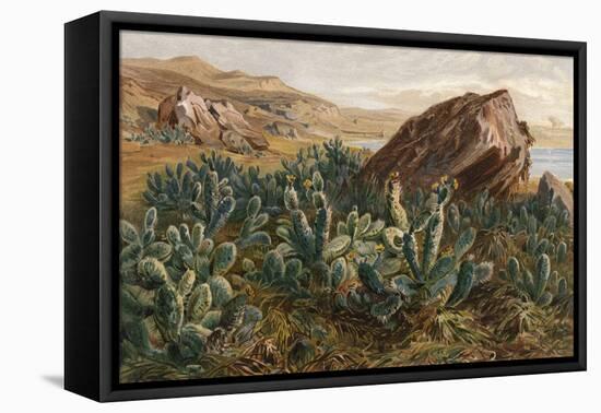 Plants, Cactus, Mexico-Ernst Heyn-Framed Stretched Canvas