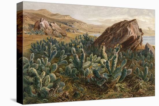 Plants, Cactus, Mexico-Ernst Heyn-Stretched Canvas