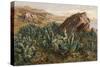 Plants, Cactus, Mexico-Ernst Heyn-Stretched Canvas