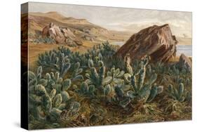 Plants, Cactus, Mexico-Ernst Heyn-Stretched Canvas