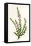 Plants, Calluna Vulgaris-F Edward Hulme-Framed Stretched Canvas