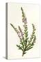 Plants, Calluna Vulgaris-F Edward Hulme-Stretched Canvas