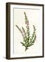 Plants, Calluna Vulgaris-F Edward Hulme-Framed Art Print