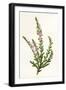 Plants, Calluna Vulgaris-F Edward Hulme-Framed Art Print