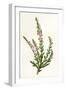 Plants, Calluna Vulgaris-F Edward Hulme-Framed Art Print