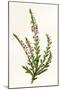 Plants, Calluna Vulgaris-F Edward Hulme-Mounted Art Print