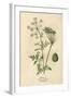 Plants, Conium Maculatum-Mabel E Step-Framed Art Print