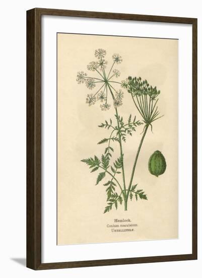 Plants, Conium Maculatum-Mabel E Step-Framed Art Print