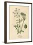 Plants, Conium Maculatum-Mabel E Step-Framed Art Print