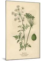 Plants, Conium Maculatum-Mabel E Step-Mounted Art Print