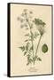 Plants, Conium Maculatum-Mabel E Step-Framed Stretched Canvas