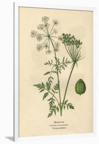 Plants, Conium Maculatum-Mabel E Step-Framed Art Print