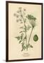 Plants, Conium Maculatum-Mabel E Step-Framed Art Print