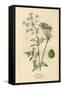 Plants, Conium Maculatum-Mabel E Step-Framed Stretched Canvas