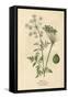 Plants, Conium Maculatum-Mabel E Step-Framed Stretched Canvas