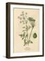 Plants, Conium Maculatum-Mabel E Step-Framed Art Print