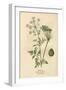 Plants, Conium Maculatum-Mabel E Step-Framed Art Print