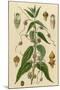 Wood Mount