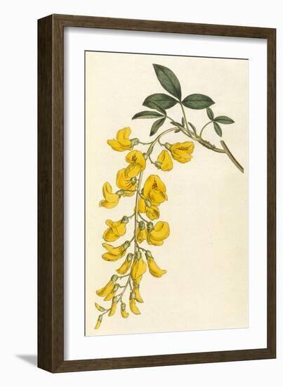 Plants, Cytisus Laburnum-William Curtis-Framed Art Print