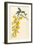 Plants, Cytisus Laburnum-William Curtis-Framed Art Print