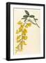 Plants, Cytisus Laburnum-William Curtis-Framed Art Print