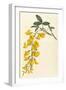 Plants, Cytisus Laburnum-William Curtis-Framed Art Print