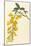 Plants, Cytisus Laburnum-William Curtis-Mounted Art Print