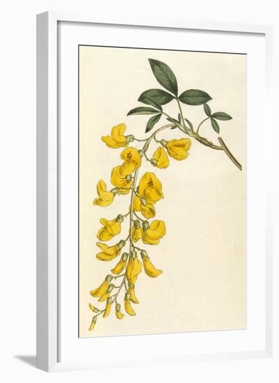 Plants, Cytisus Laburnum-William Curtis-Framed Art Print