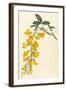 Plants, Cytisus Laburnum-William Curtis-Framed Art Print