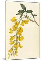 Plants, Cytisus Laburnum-William Curtis-Mounted Art Print