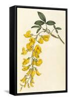 Plants, Cytisus Laburnum-William Curtis-Framed Stretched Canvas