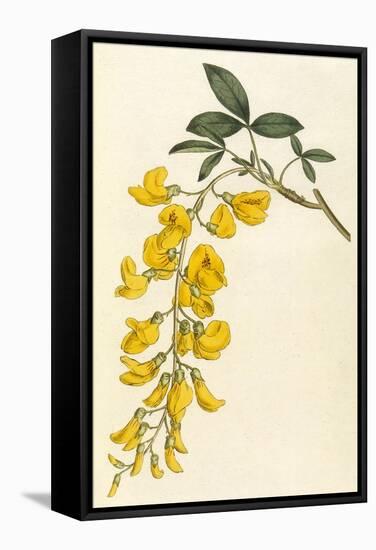 Plants, Cytisus Laburnum-William Curtis-Framed Stretched Canvas