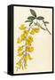 Plants, Cytisus Laburnum-William Curtis-Framed Stretched Canvas