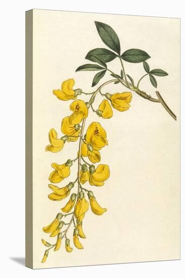 Plants, Cytisus Laburnum-William Curtis-Stretched Canvas