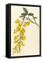 Plants, Cytisus Laburnum-William Curtis-Framed Stretched Canvas