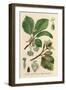 Plants, Fagus Silvatica-null-Framed Art Print