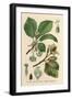 Plants, Fagus Silvatica-null-Framed Art Print