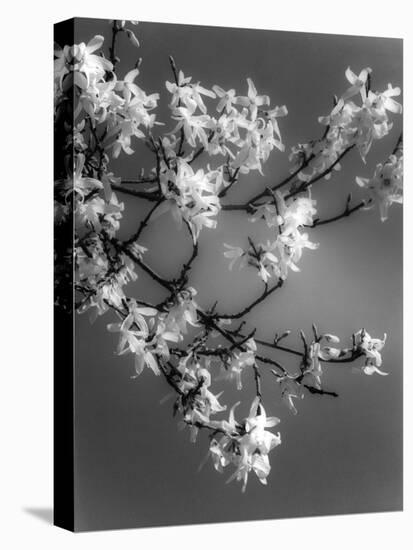 Plants, Forsythia-null-Stretched Canvas